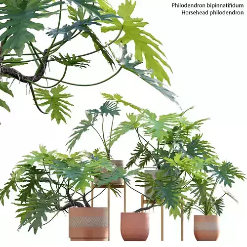 Philodendron bipinnatifidum - Philodendron selloum Split 3D model