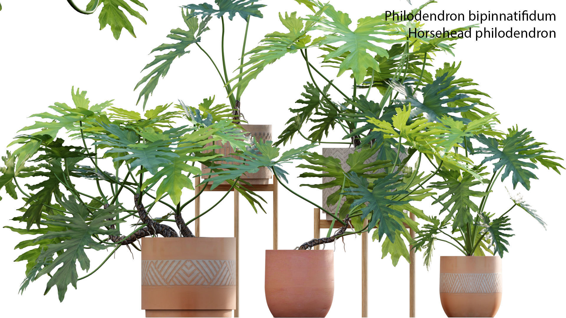 Philodendron bipinnatifidum - Philodendron selloum Split 3D model_1