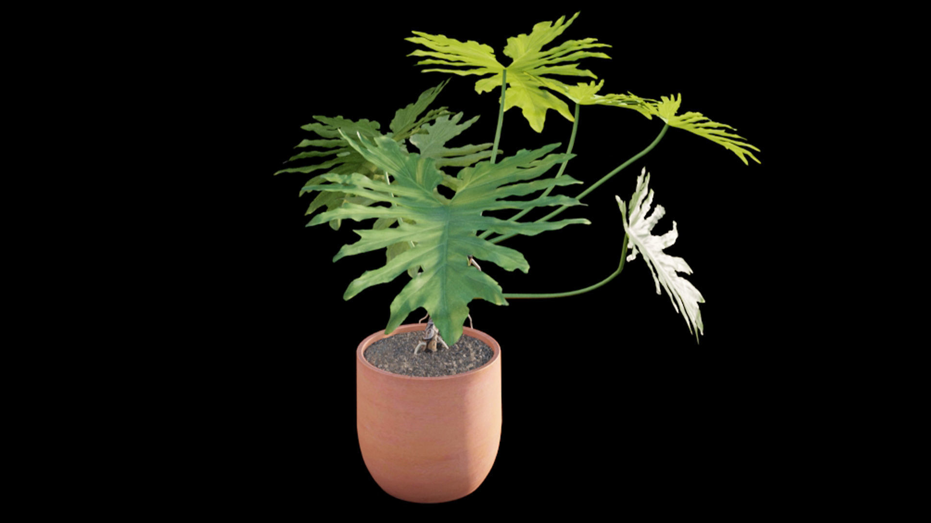 Philodendron bipinnatifidum - Philodendron selloum Split 3D model_4
