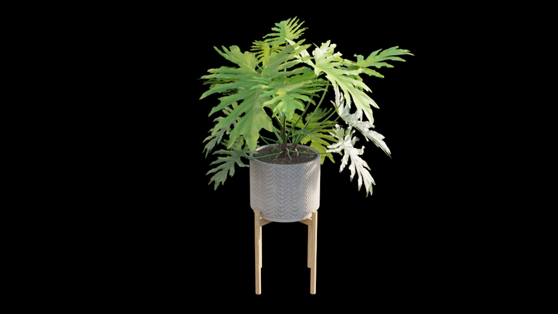 Philodendron bipinnatifidum - Philodendron selloum Split 3D model_7