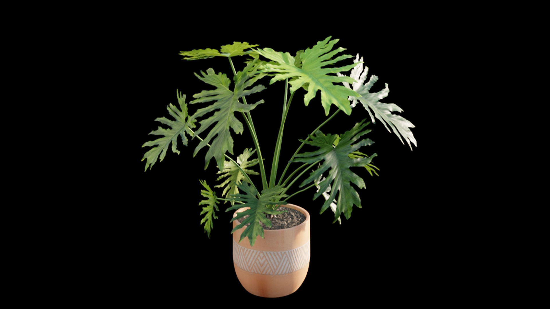 Philodendron bipinnatifidum - Philodendron selloum Split 3D model_3