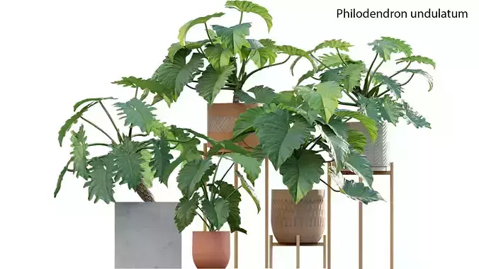 Philodendron undulatum