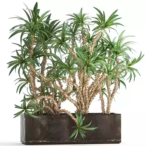 Dracaena in a flowerpot for the interior 1008