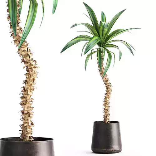 Dracaena in a flowerpot for the interior 1009