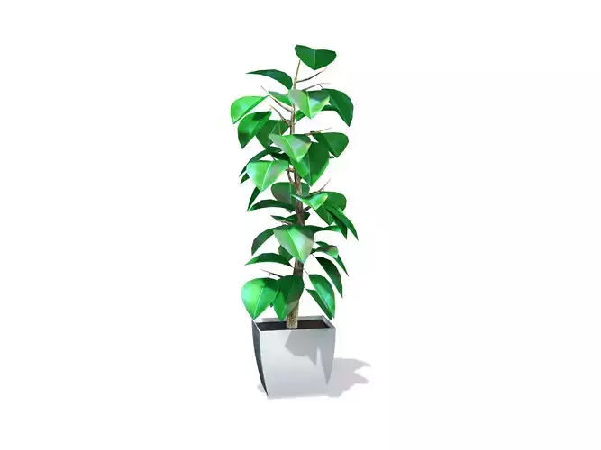 Ficus Elastica Plant