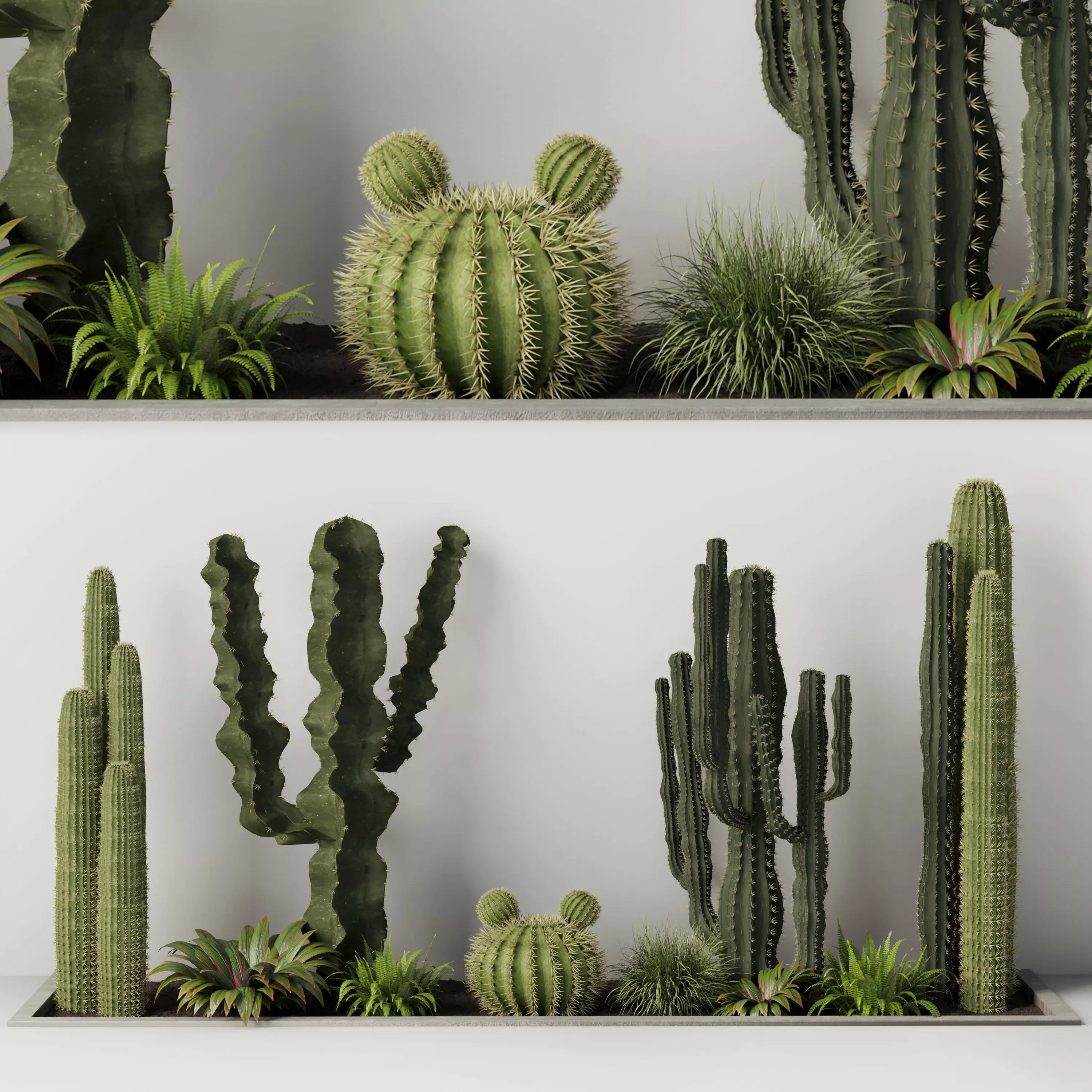 Collection plant garden cactus pot cactus bush fern grass 3D model