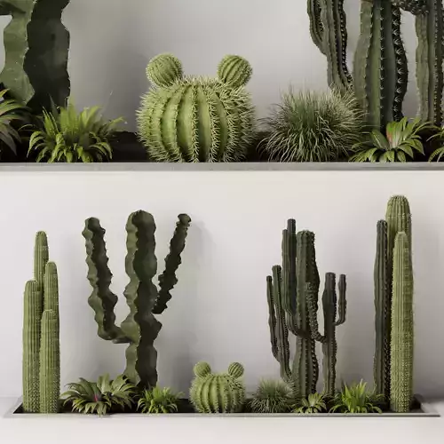 Collection plant garden cactus pot cactus bush fern grass