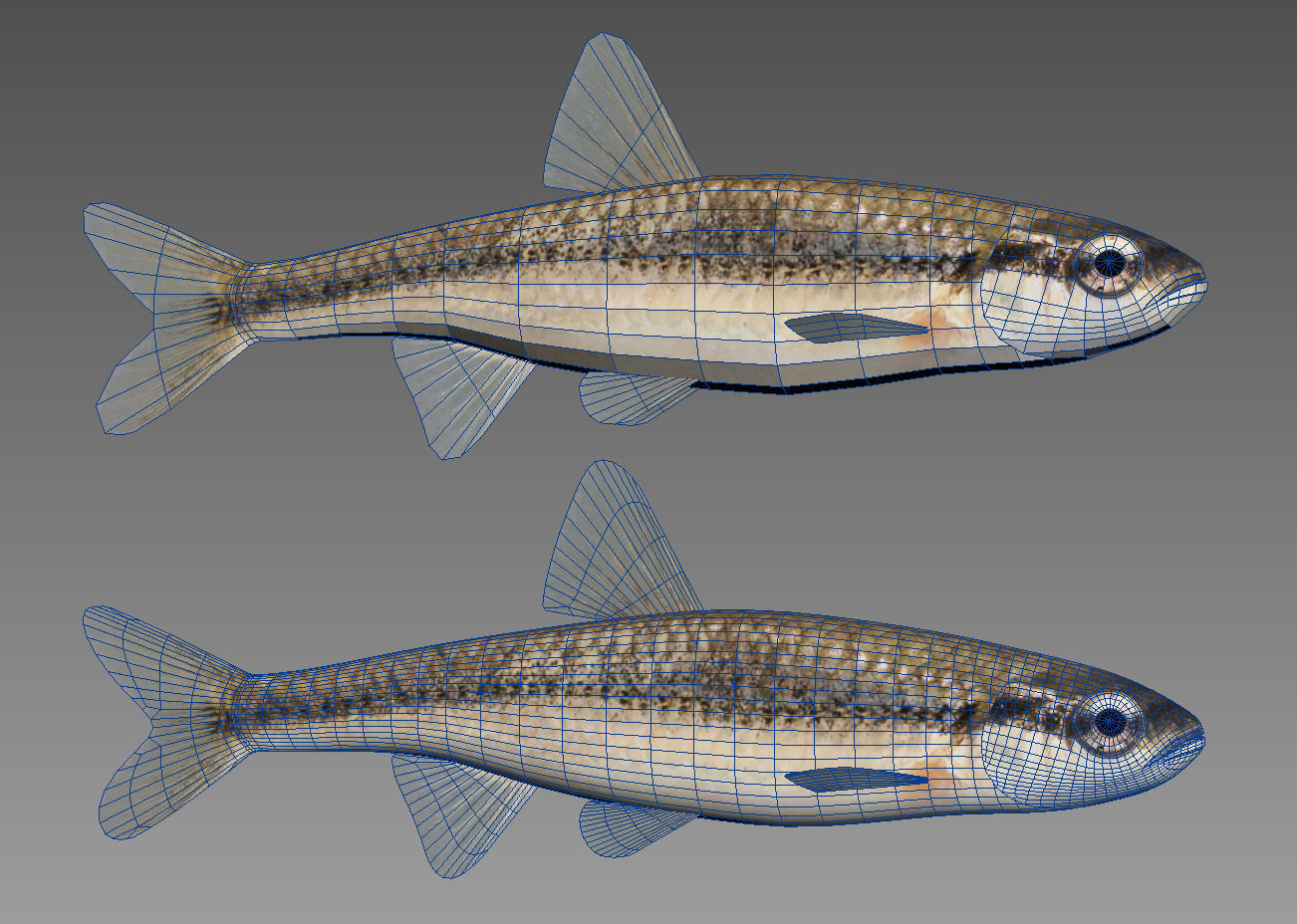 Bluntnose Minnow - Freshwater fish Low-poly 3D model_1