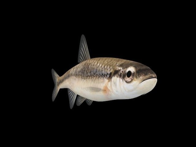 Bluntnose Minnow - Freshwater fish Low-poly 3D model_2