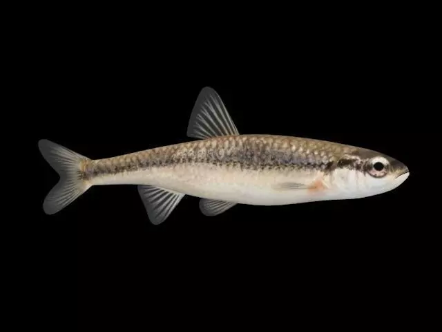 Bluntnose Minnow - Freshwater fish Low-poly 3D model_0