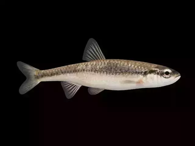 Bluntnose Minnow - Freshwater fish Low-poly 3D model