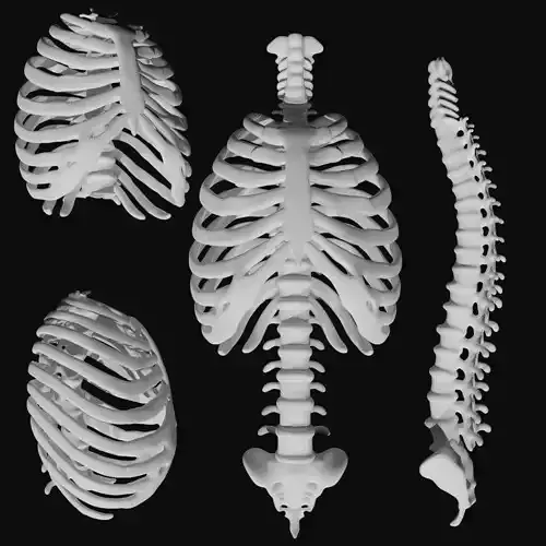 Rib cage and spinal chord 
