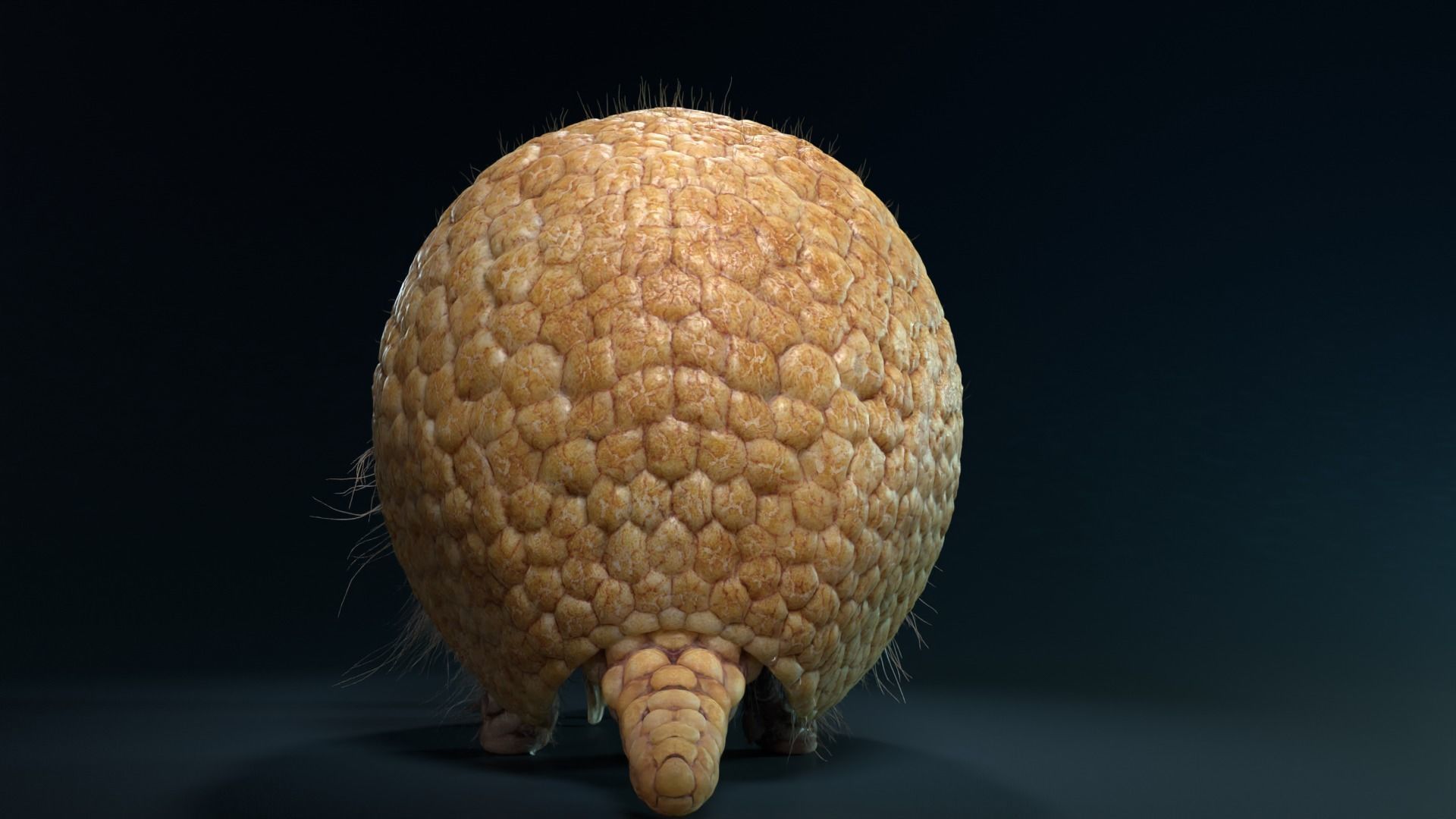 Armadillo Animated  VFX Grace 3D model_5