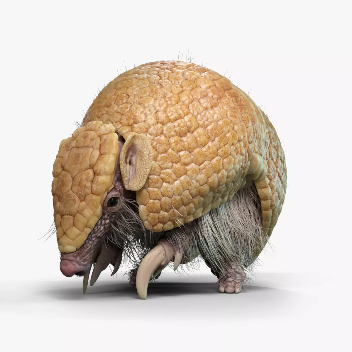 Armadillo Animated  VFX Grace 3D model_0