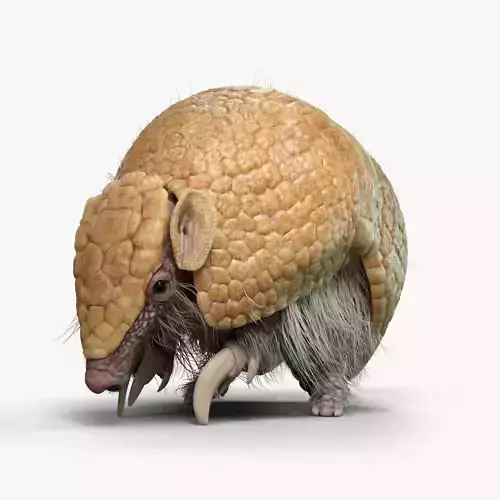 Armadillo Animated  VFX Grace 3D model