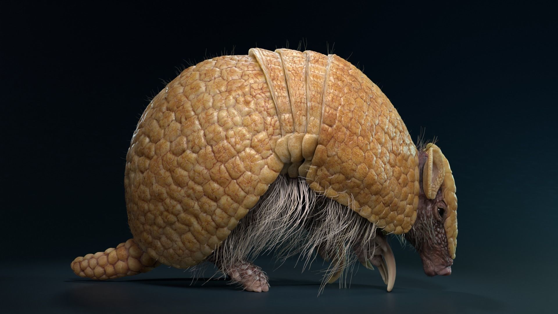Armadillo Animated  VFX Grace 3D model_4