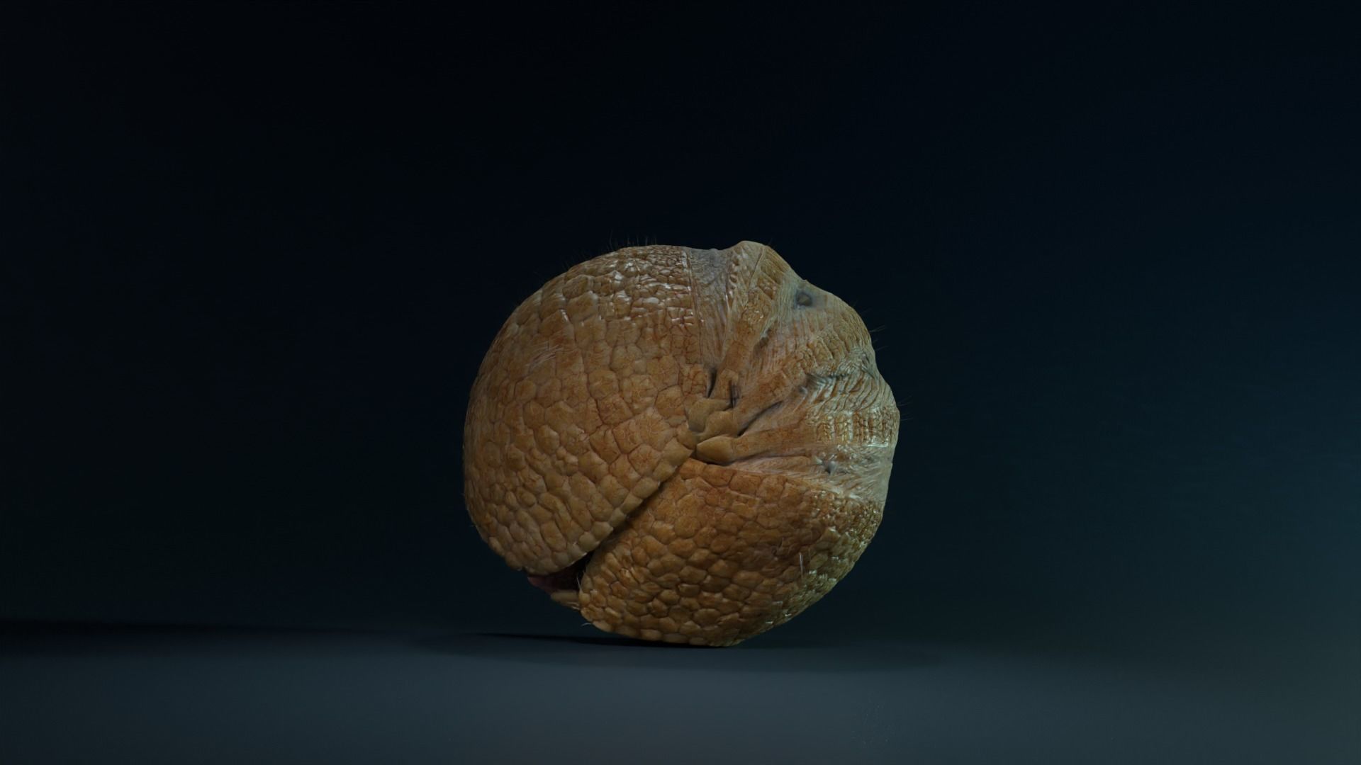 Armadillo Animated  VFX Grace 3D model_7