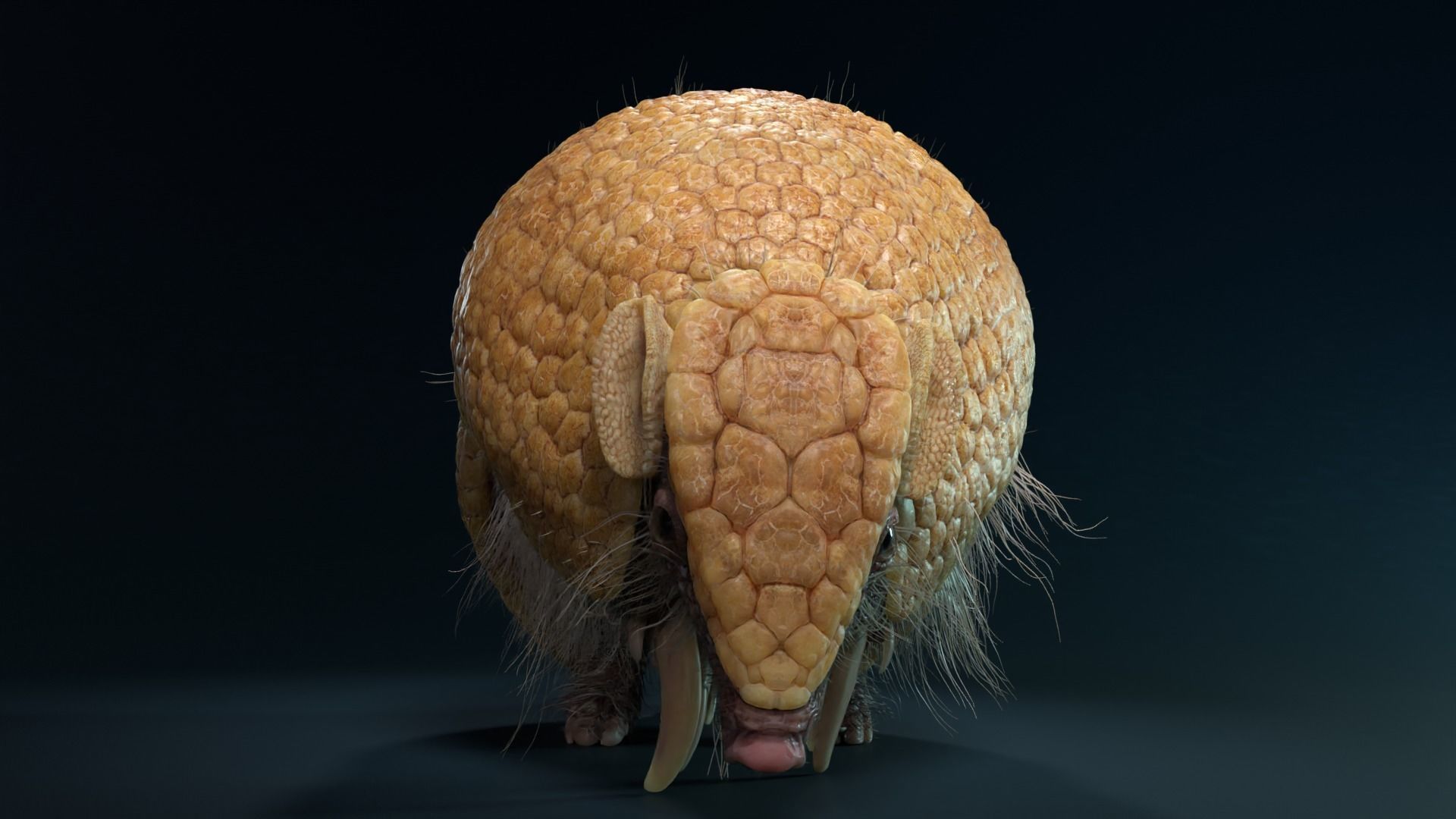 Armadillo Animated  VFX Grace 3D model_3
