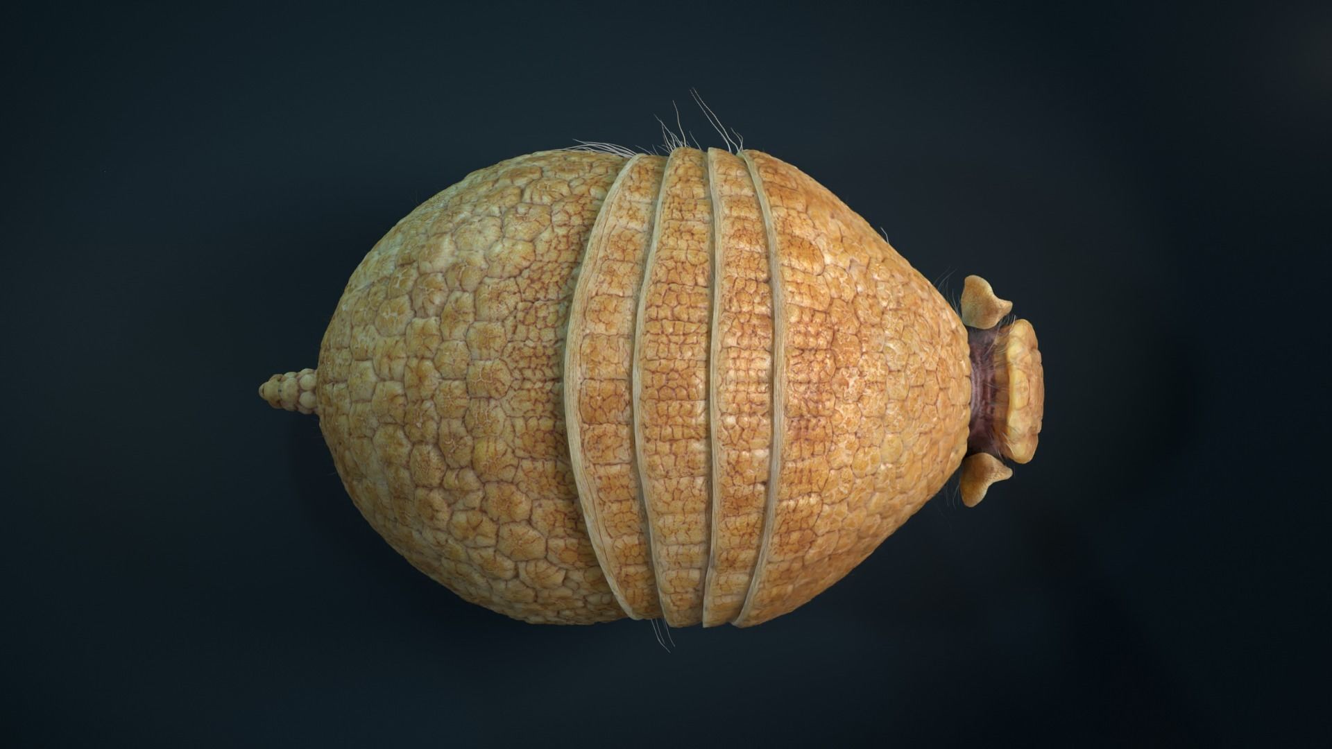 Armadillo Animated  VFX Grace 3D model_6