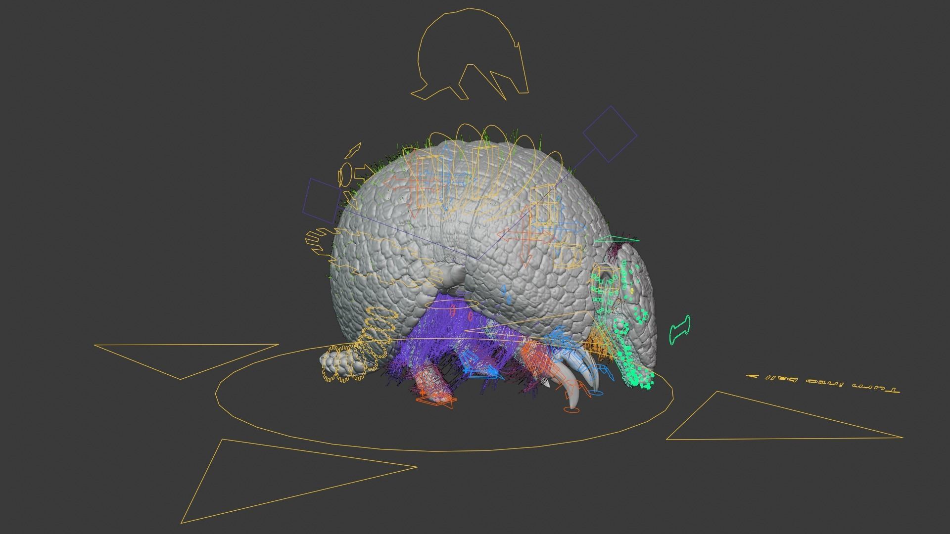 Armadillo Animated  VFX Grace 3D model_17