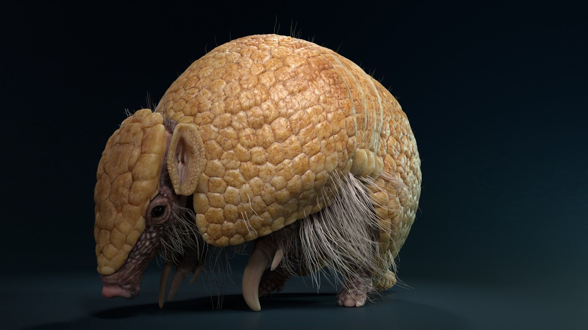 Armadillo Animated  VFX Grace 3D model_2