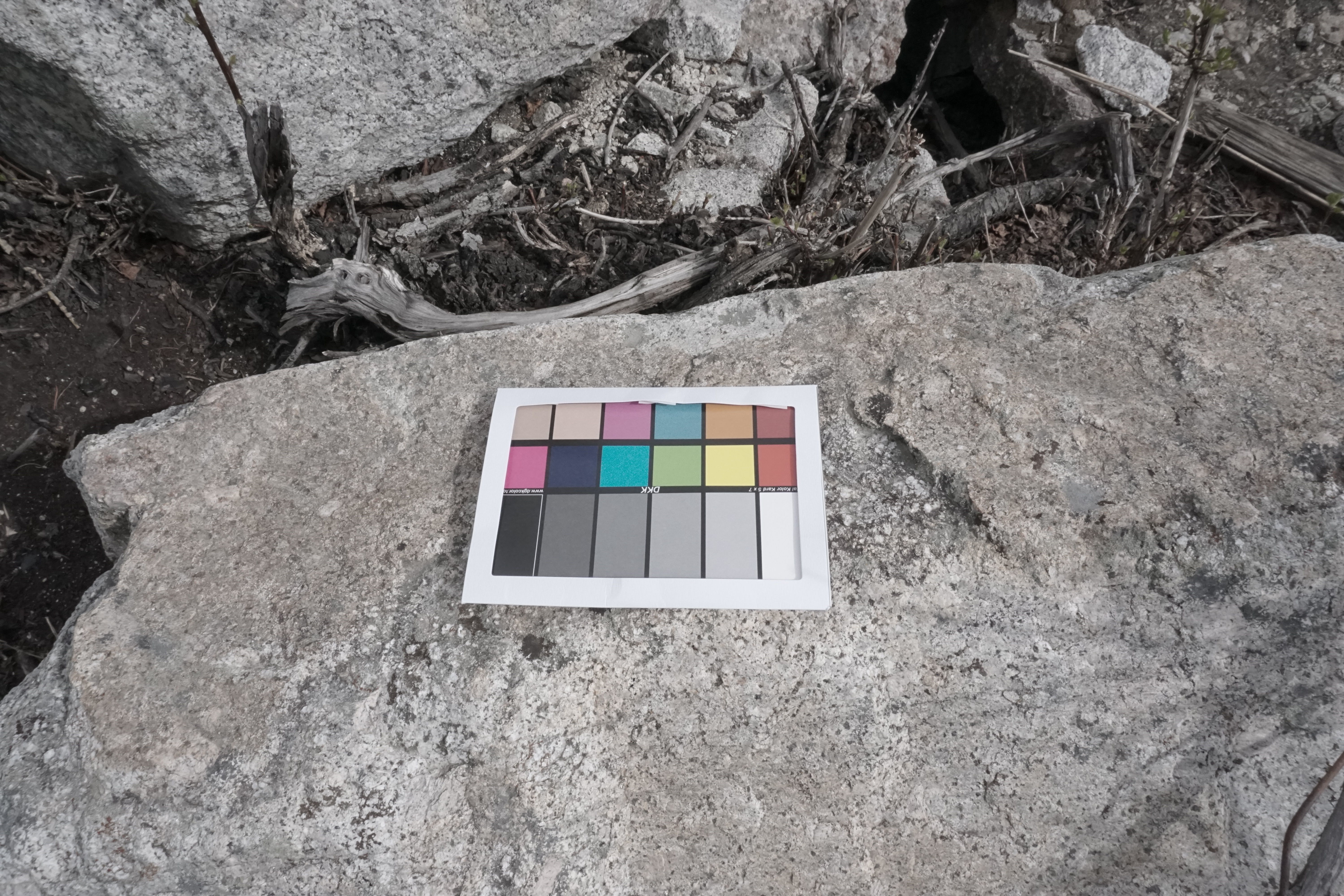 Ground - Aspen Tree Cover Texture_4