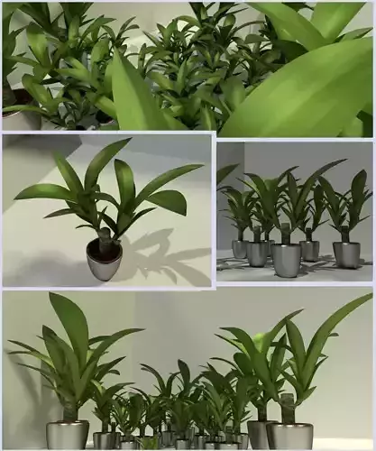 Indoor Pot Plant 1 Low-poly 3D model