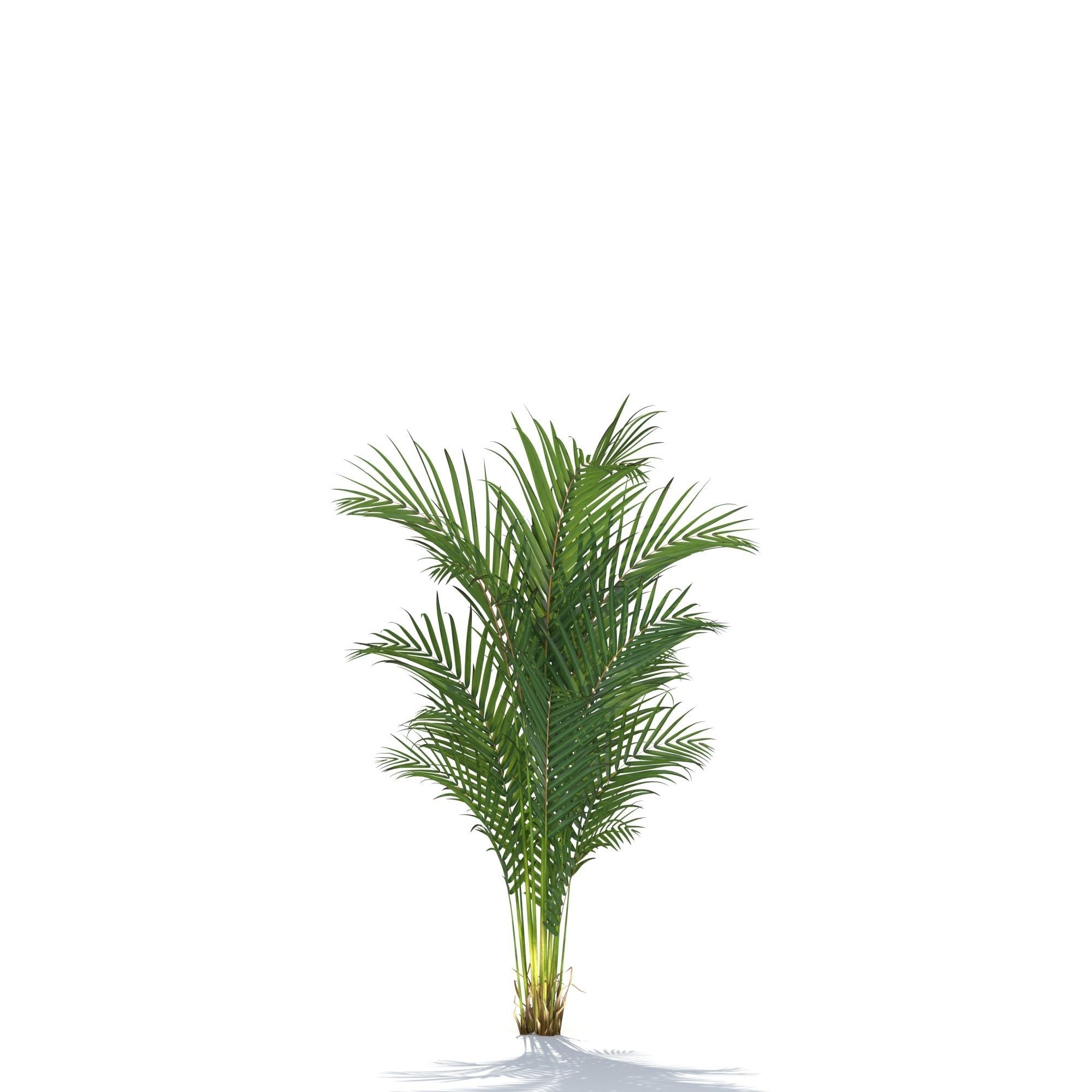 Zagg Dypsis palm 3D model_5