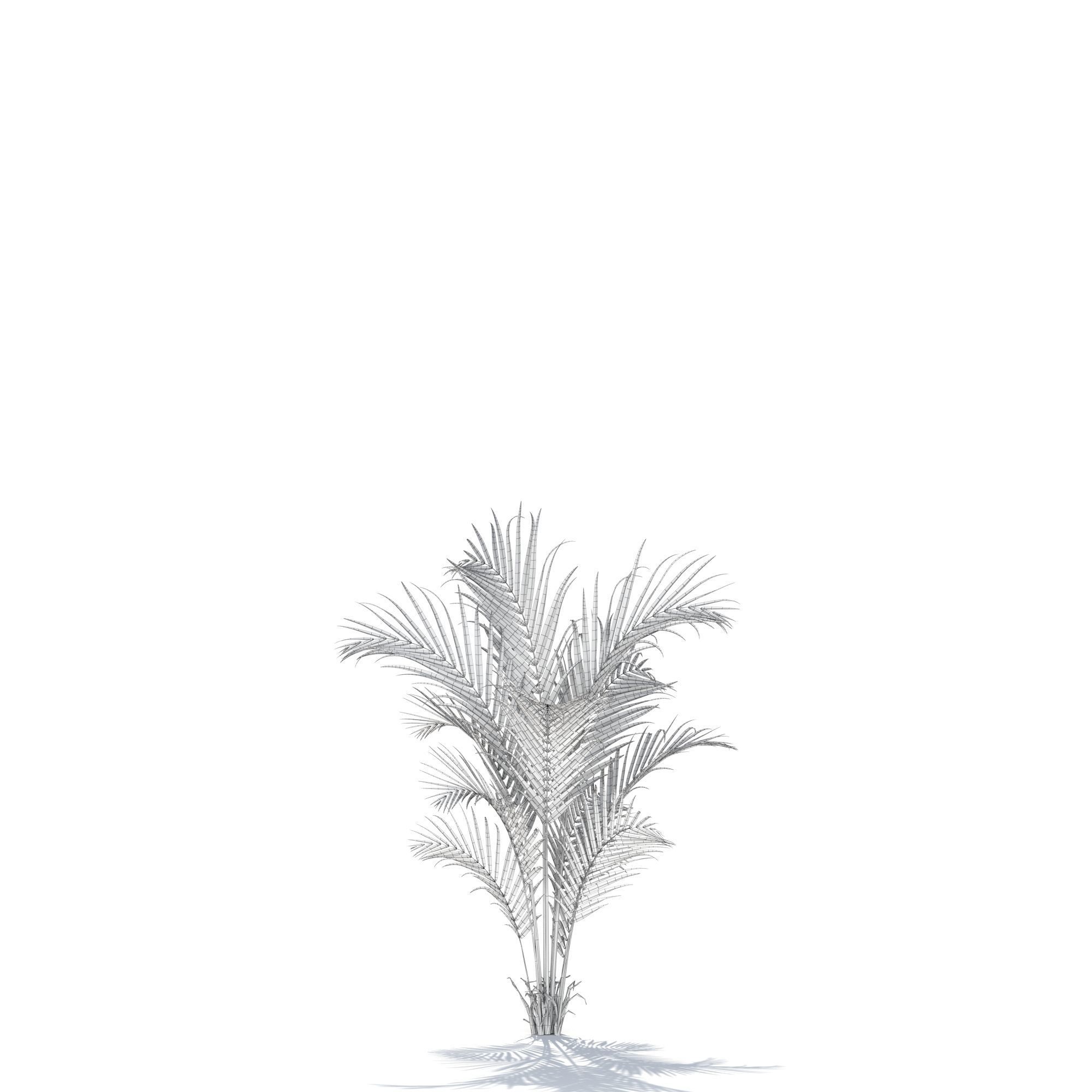 Zagg Dypsis palm 3D model_16