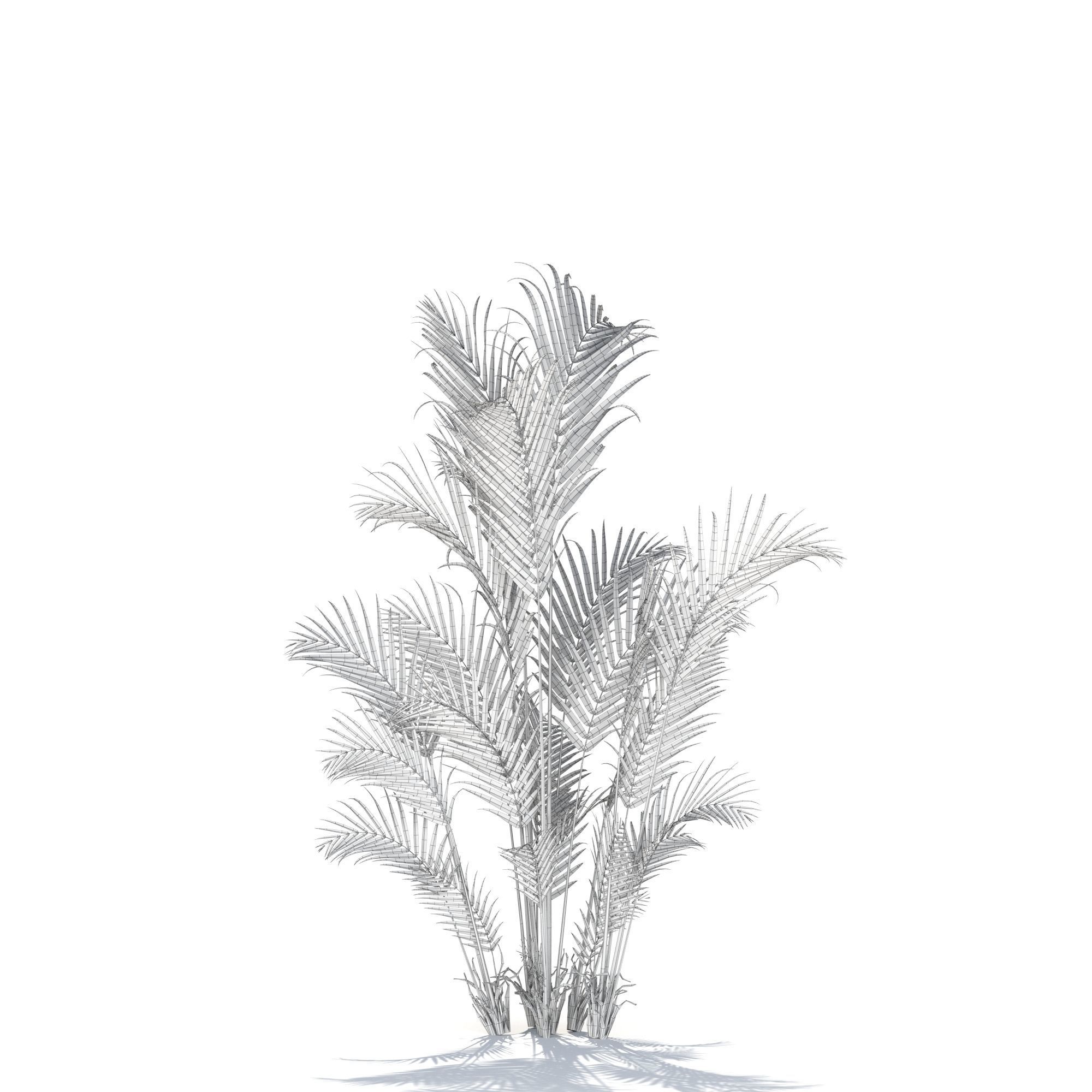 Zagg Dypsis palm 3D model_12