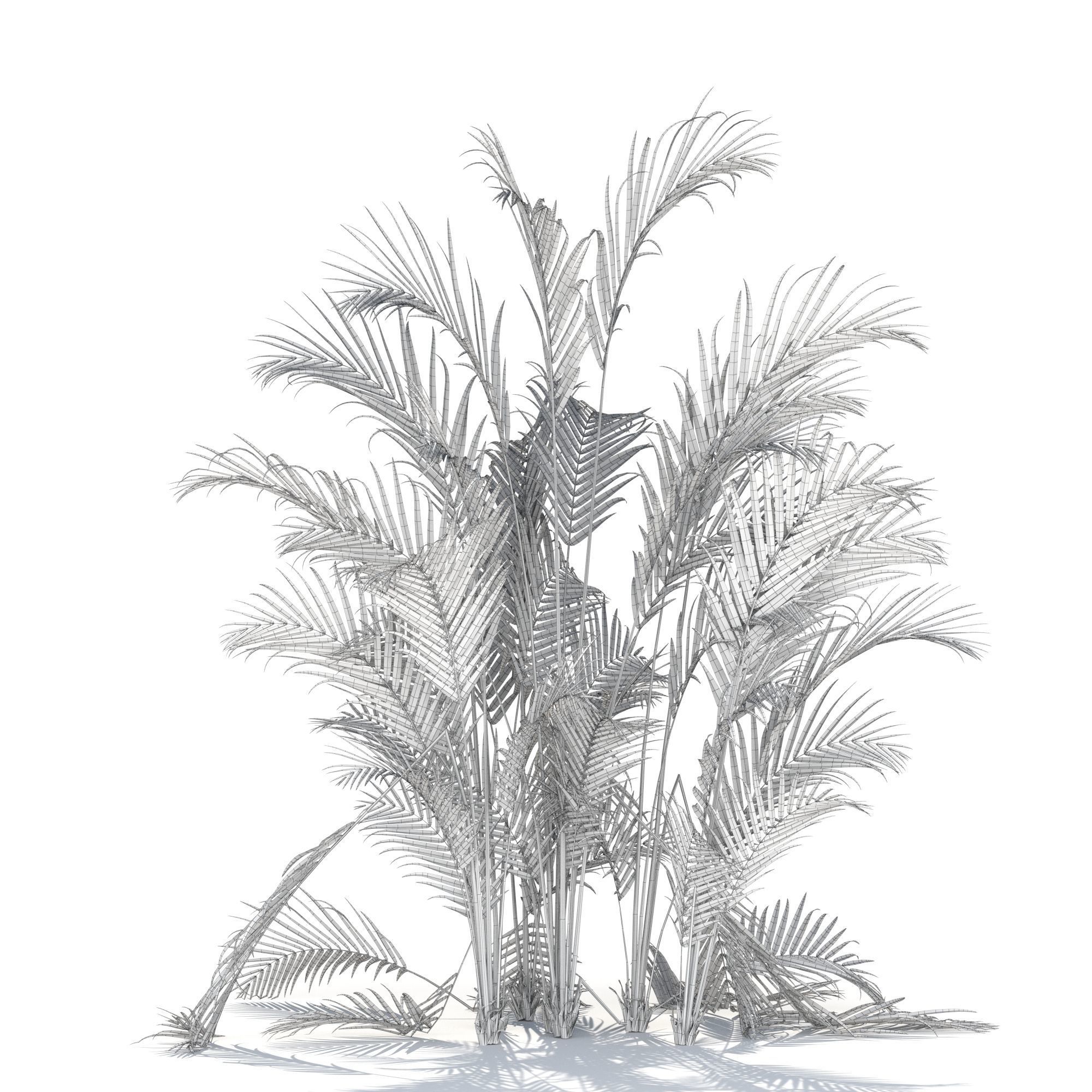 Zagg Dypsis palm 3D model_11