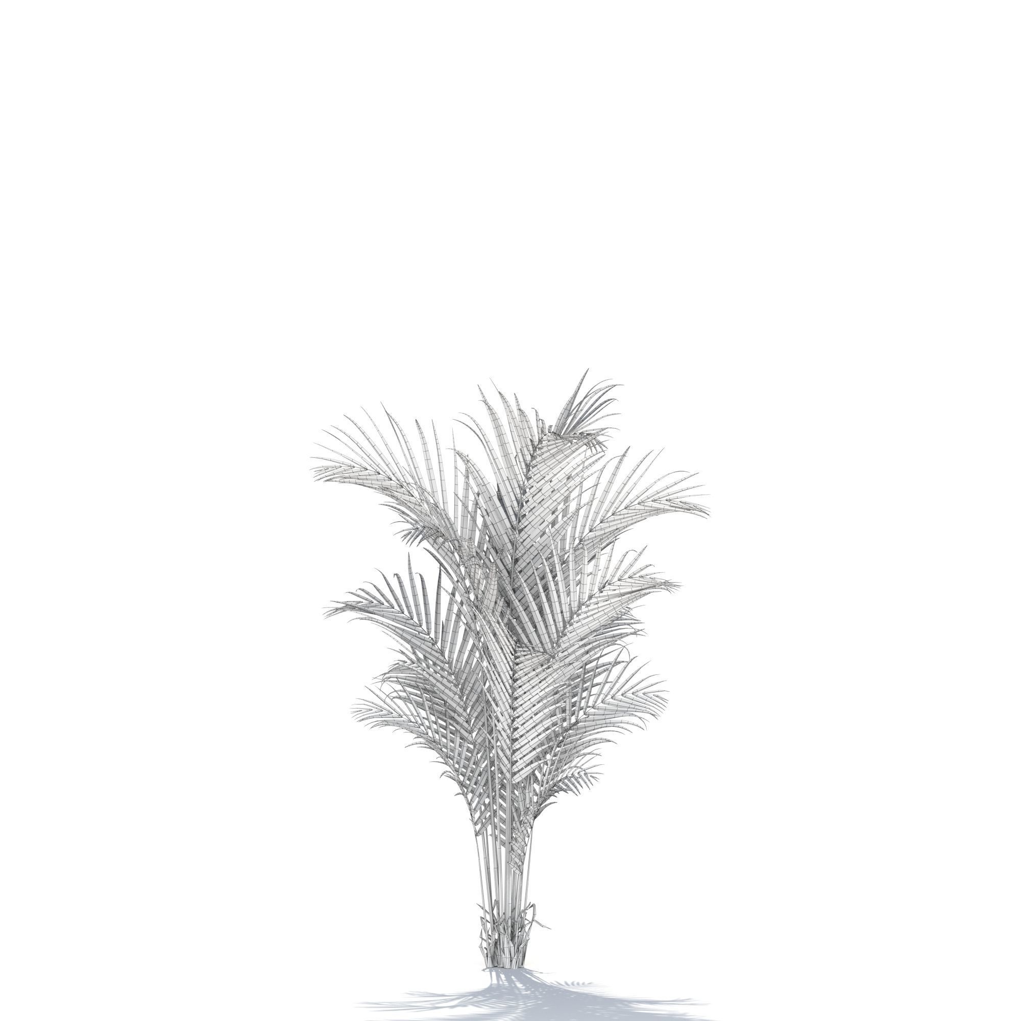 Zagg Dypsis palm 3D model_14