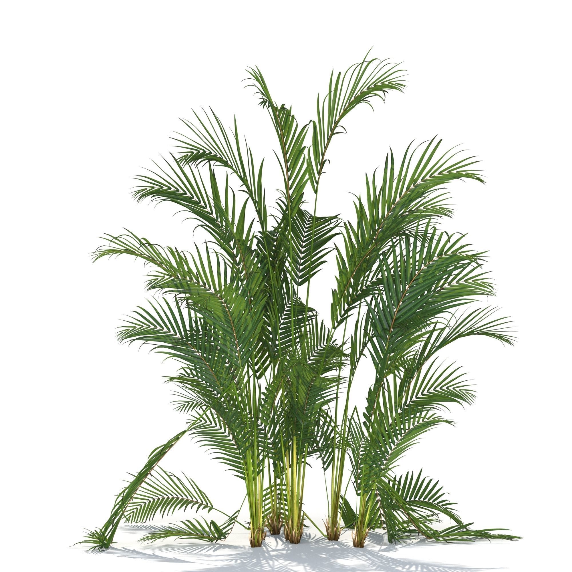 Zagg Dypsis palm 3D model_2
