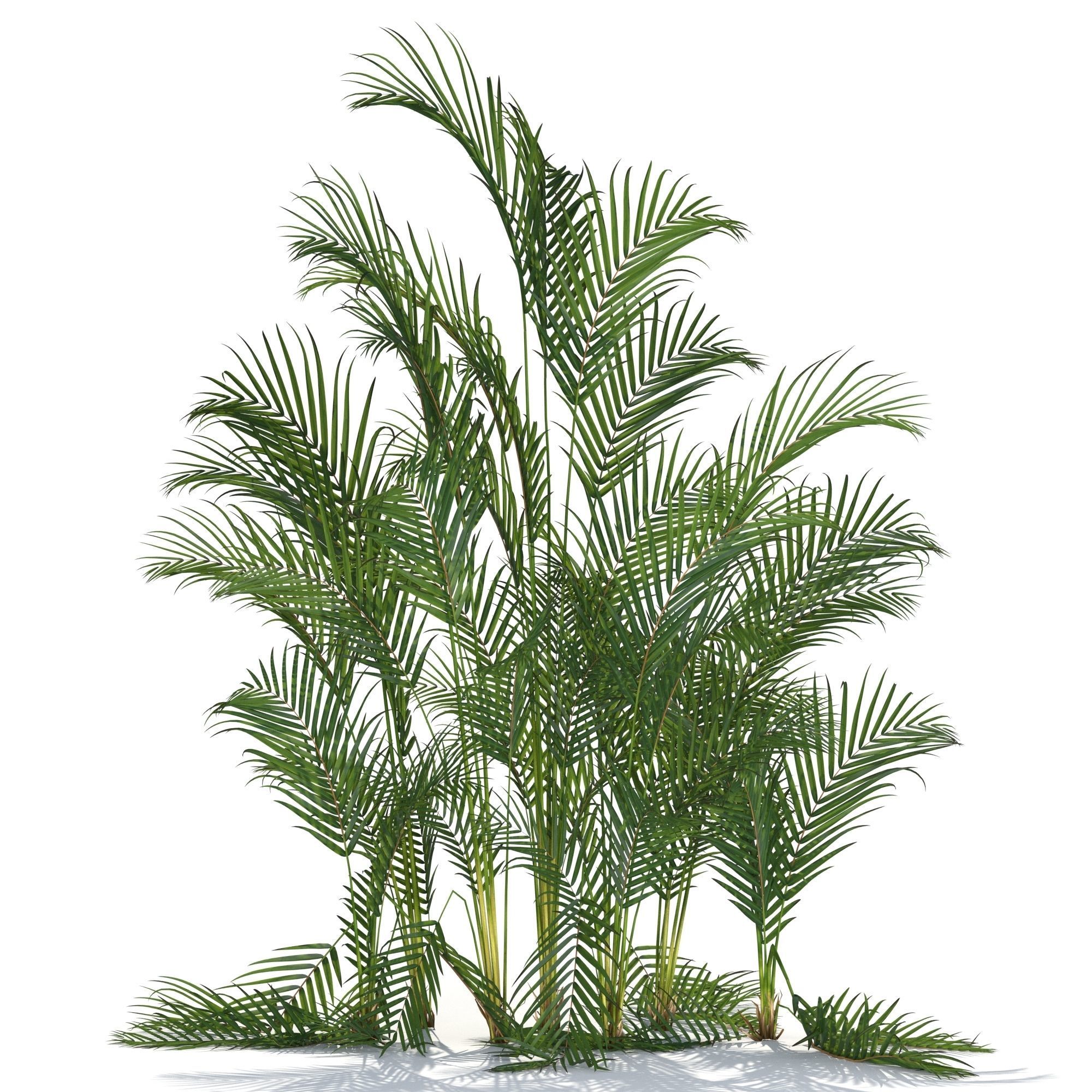Zagg Dypsis palm 3D model_1