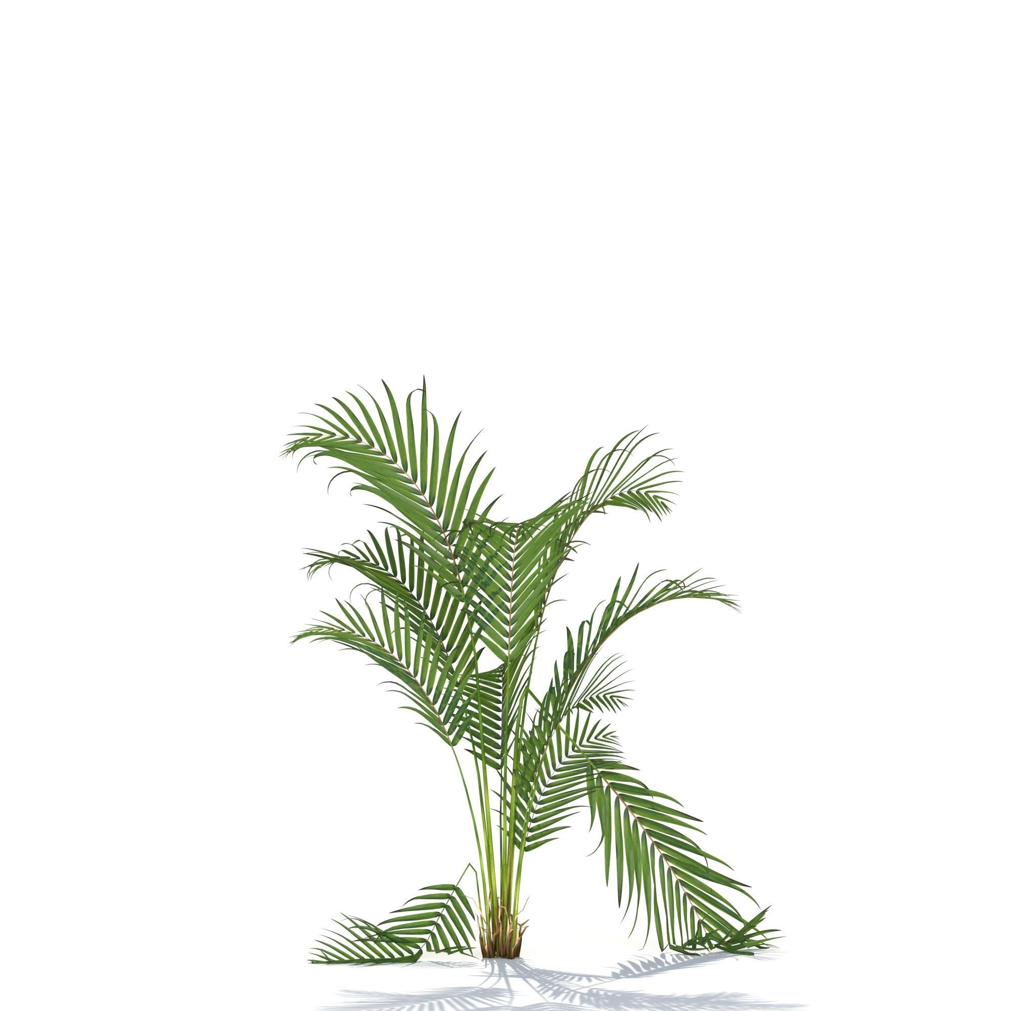 Zagg Dypsis palm 3D model_4