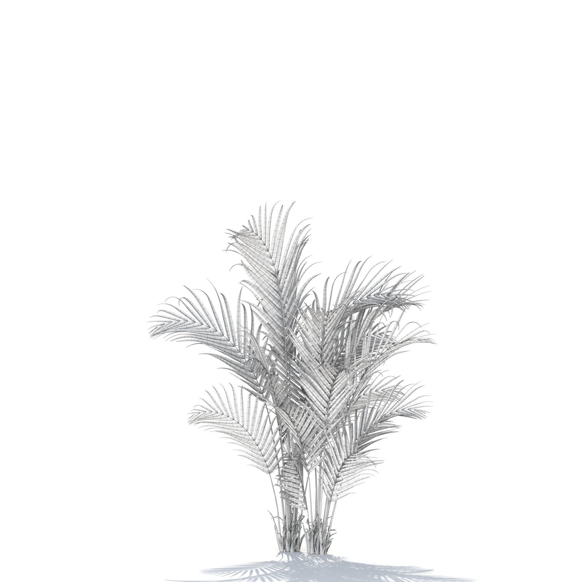 Zagg Dypsis palm 3D model_15