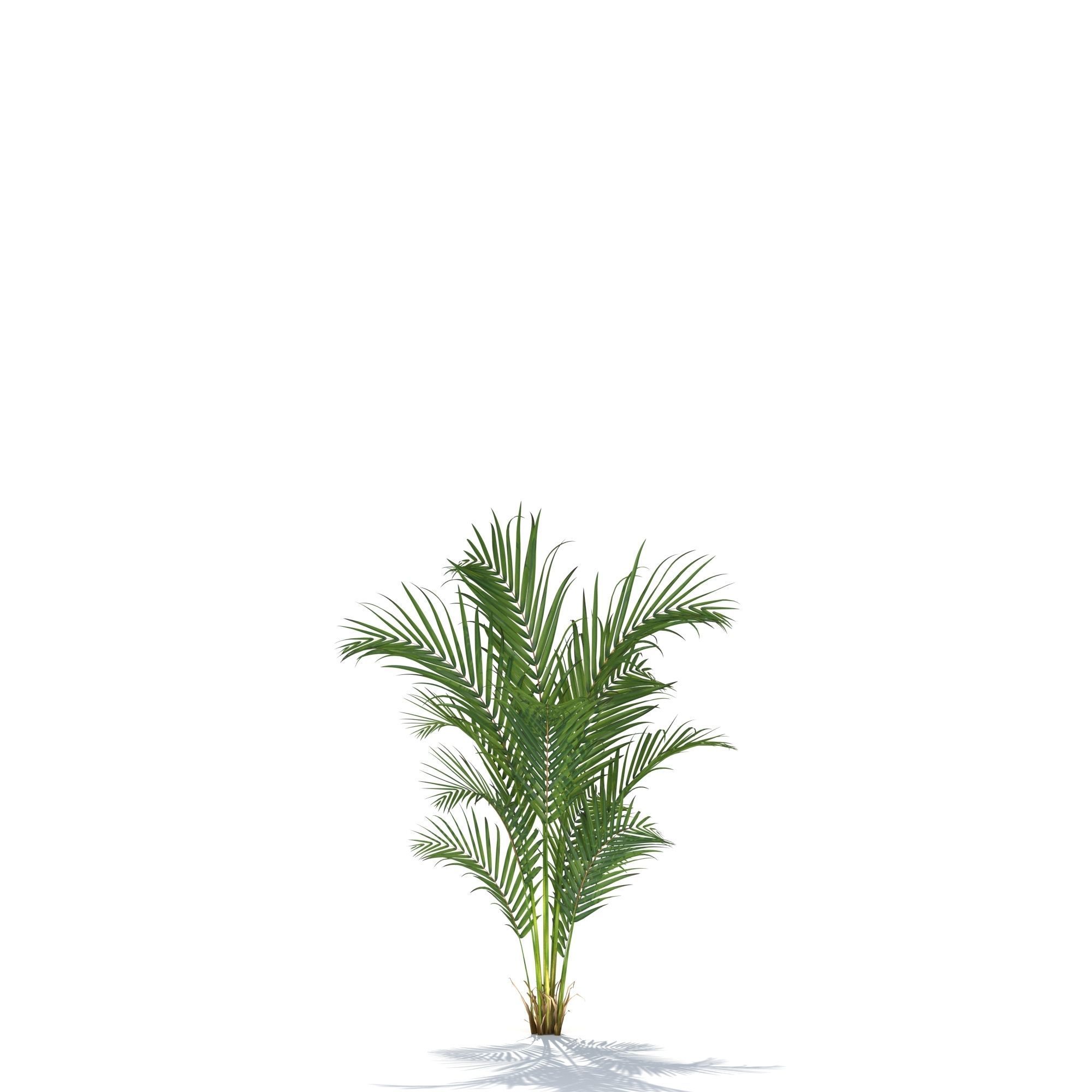 Zagg Dypsis palm 3D model_7