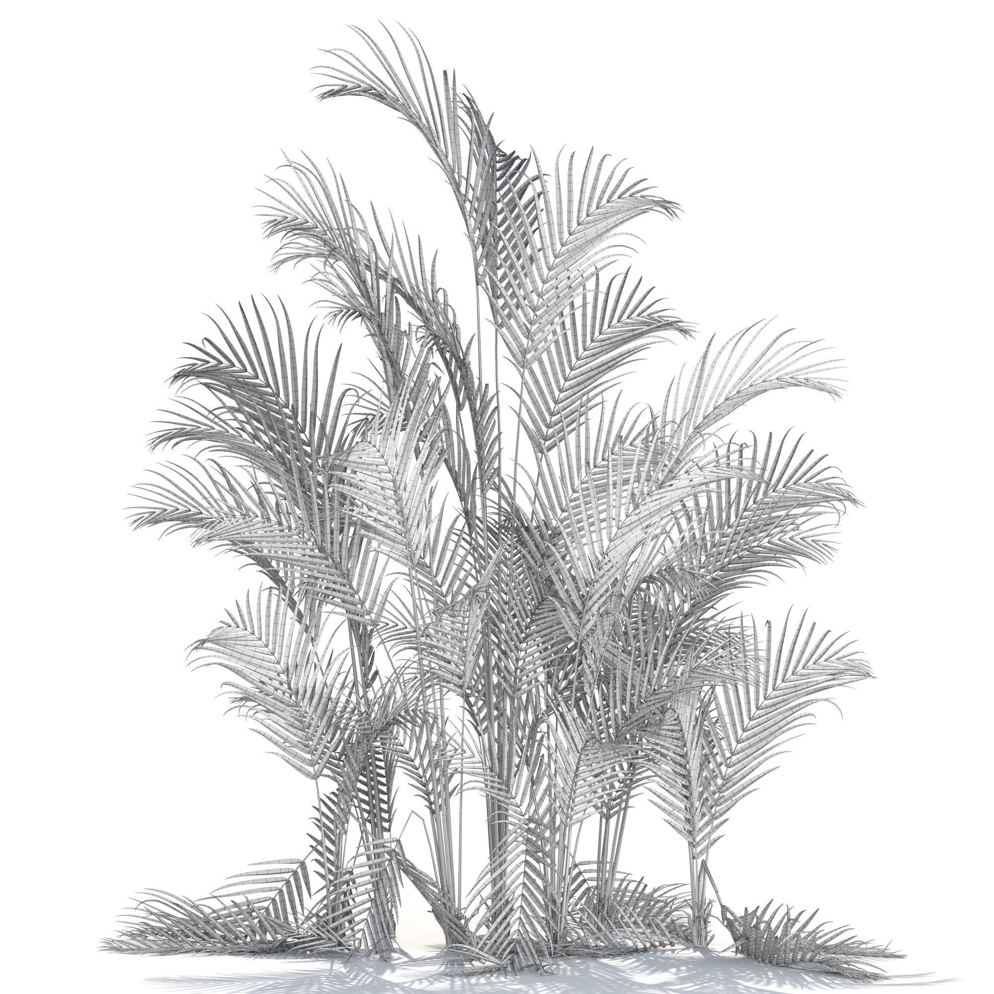 Zagg Dypsis palm 3D model_10