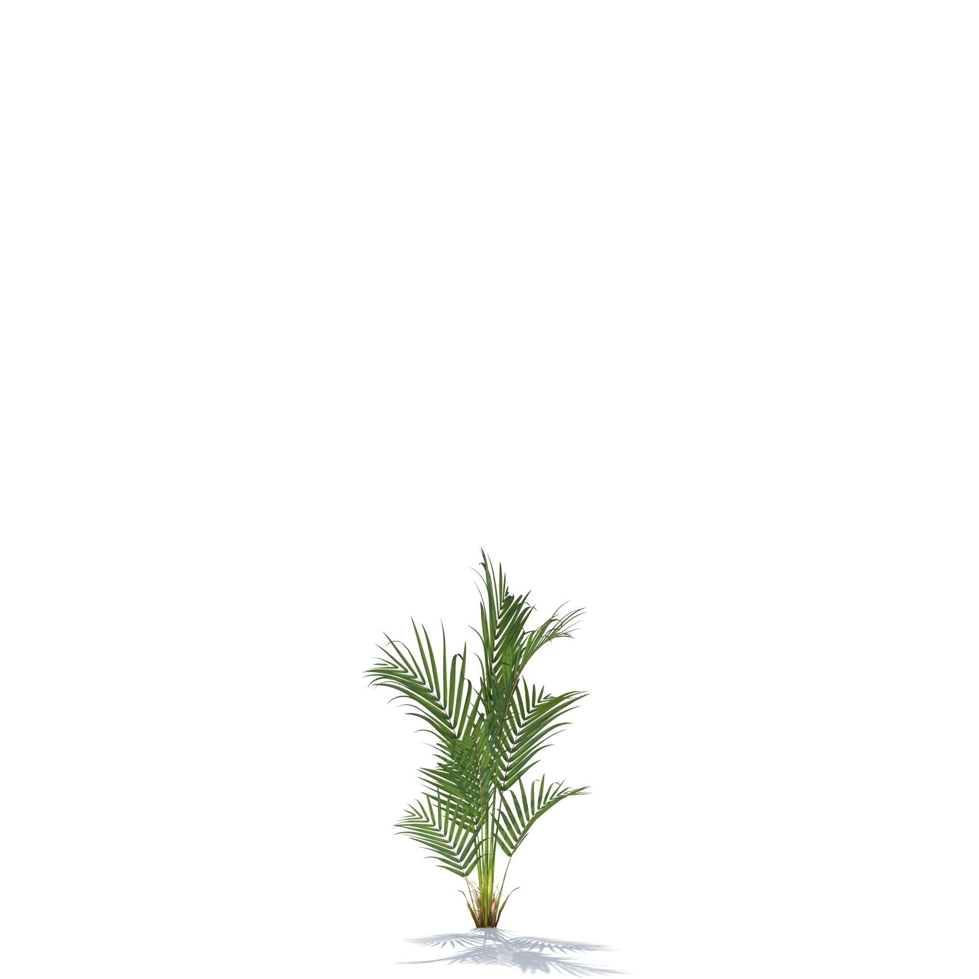 Zagg Dypsis palm 3D model_9