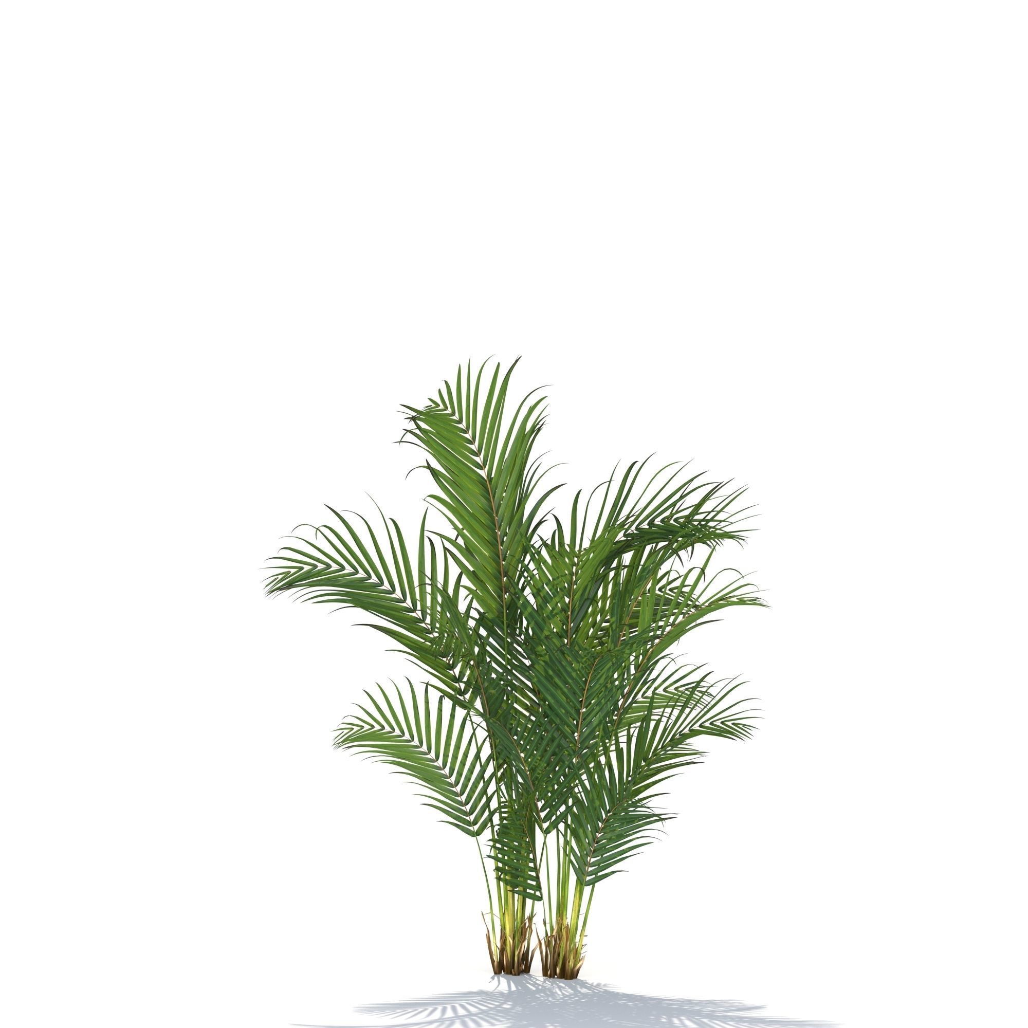 Zagg Dypsis palm 3D model_6