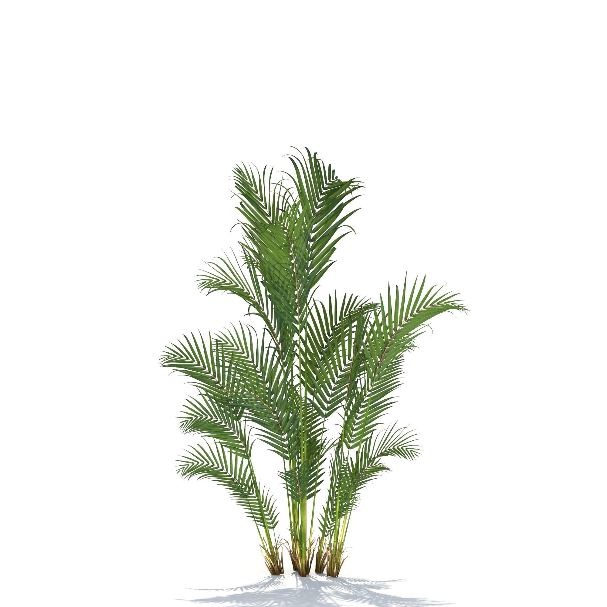Zagg Dypsis palm 3D model_3