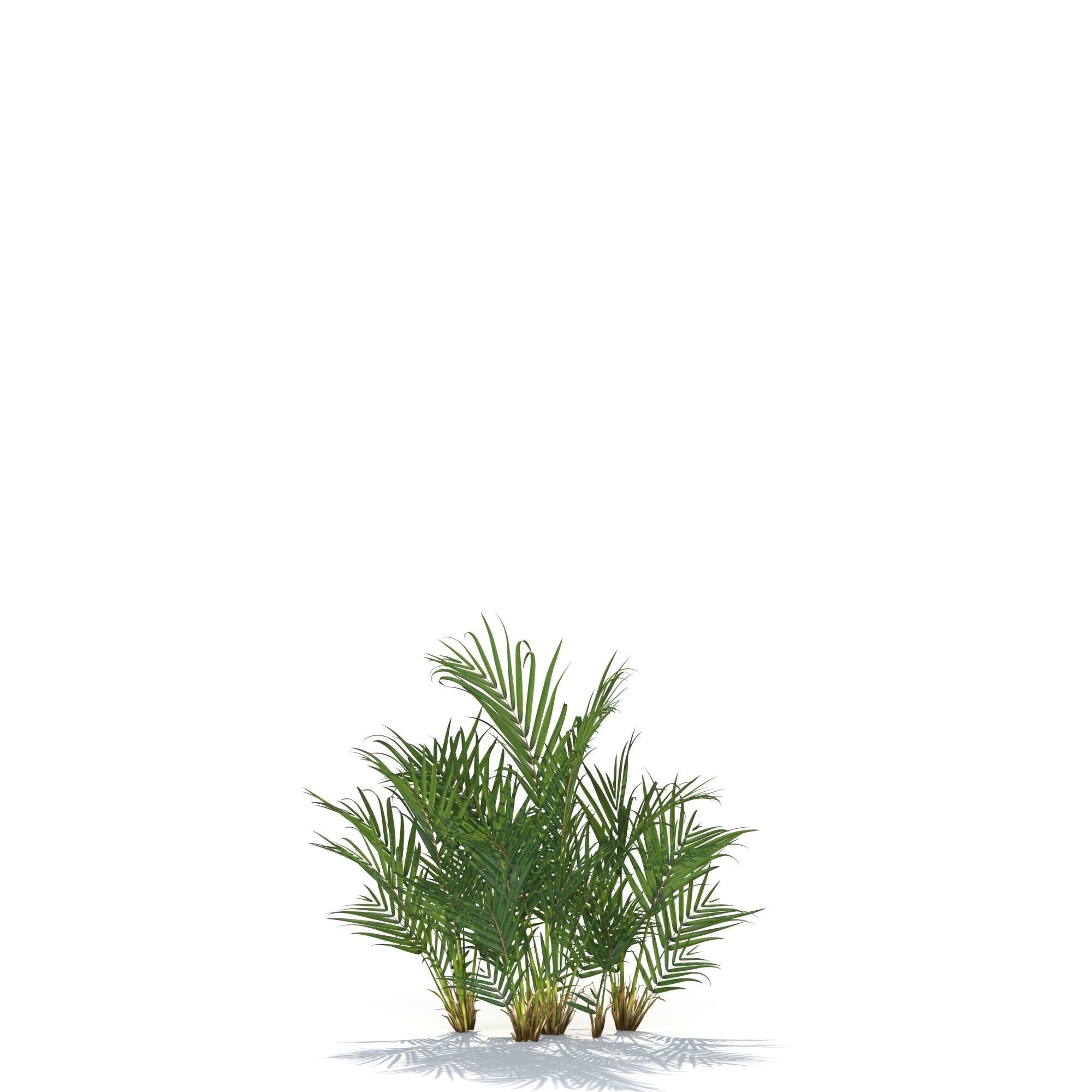 Zagg Dypsis palm 3D model_8
