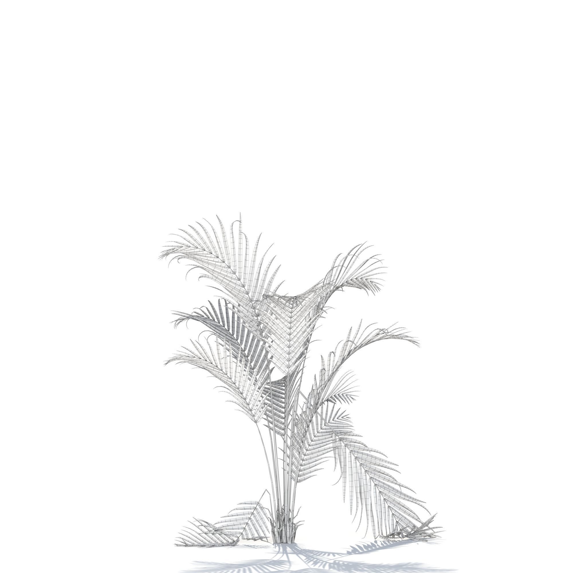 Zagg Dypsis palm 3D model_13