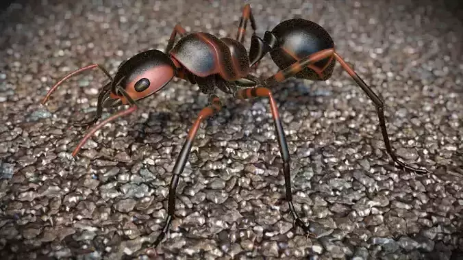 Fire Ant 3D model