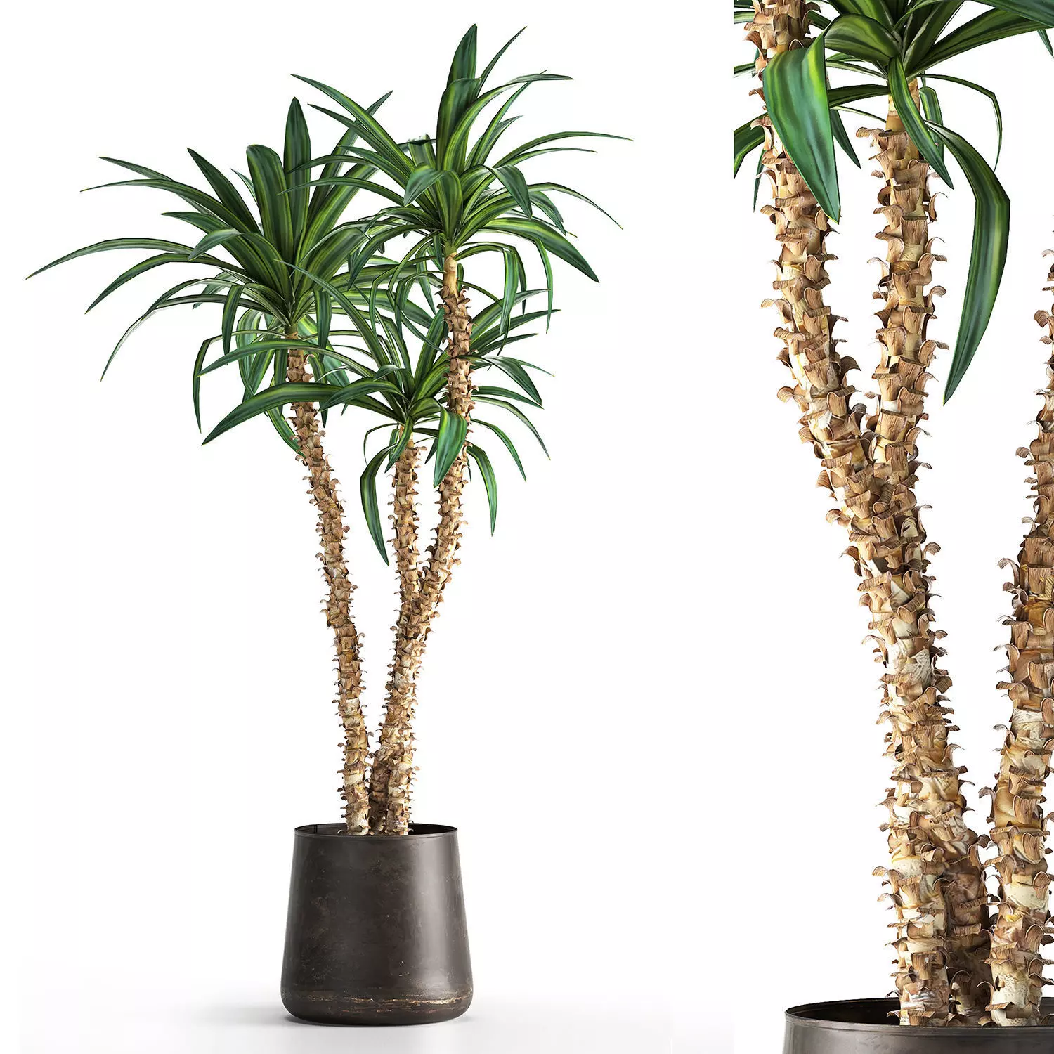 Dracaena in a flowerpot for the interior 1010 3D model_0