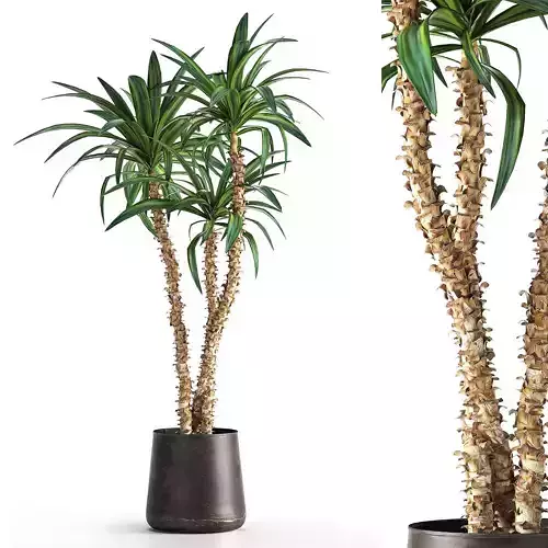 Dracaena in a flowerpot for the interior 1010