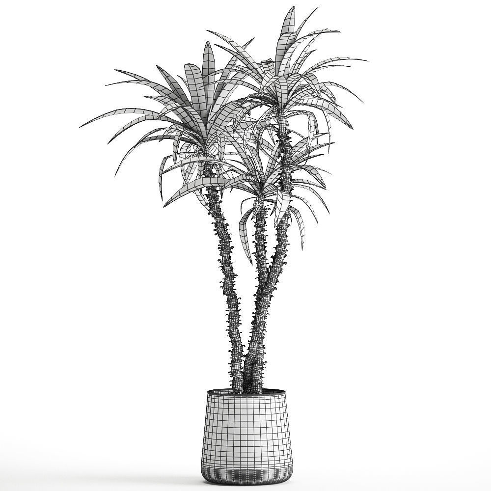 Dracaena in a flowerpot for the interior 1010 3D model_5