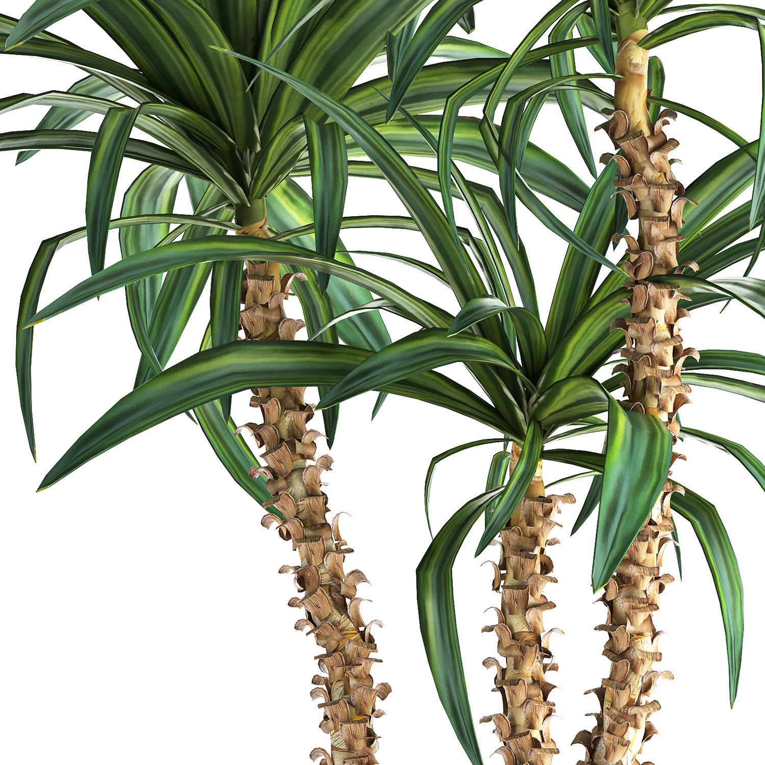 Dracaena in a flowerpot for the interior 1010 3D model_3