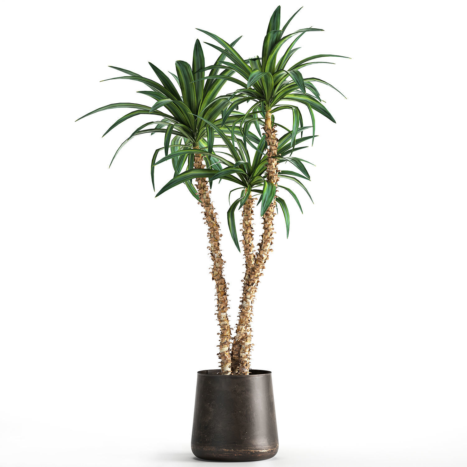 Dracaena in a flowerpot for the interior 1010 3D model_1
