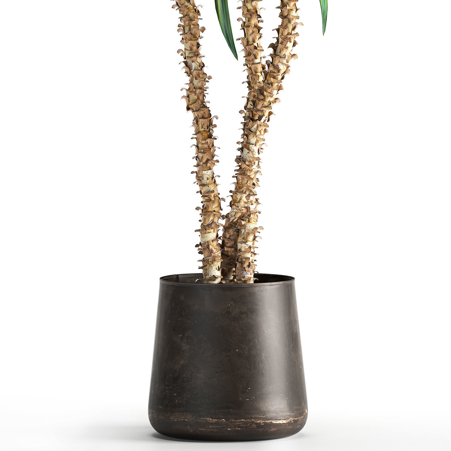 Dracaena in a flowerpot for the interior 1010 3D model_4